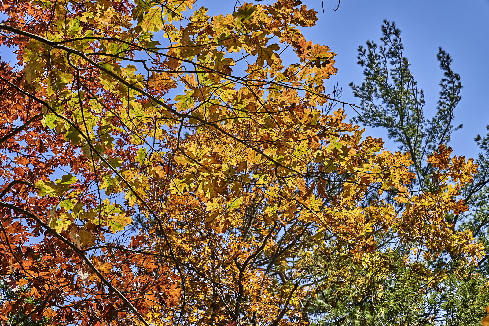 Indian Summer, Letchworth State Park, NY, USA